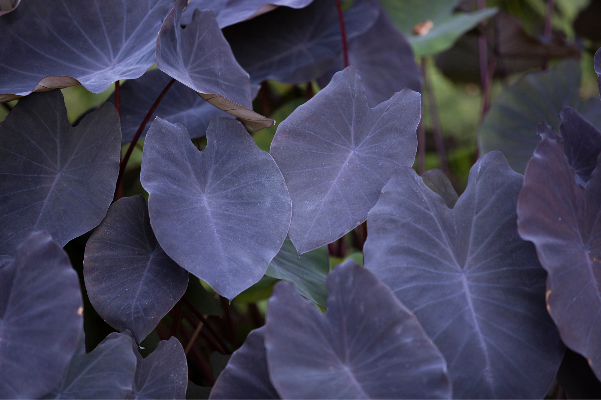 Colocasia esculenta