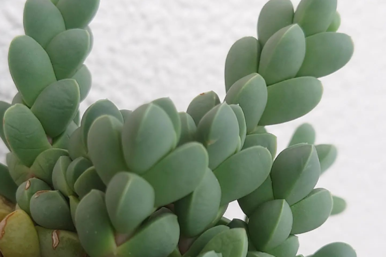 Corpuscularia lehmannii