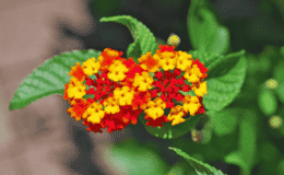 Lantana Camara