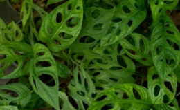 Monstera adansonii