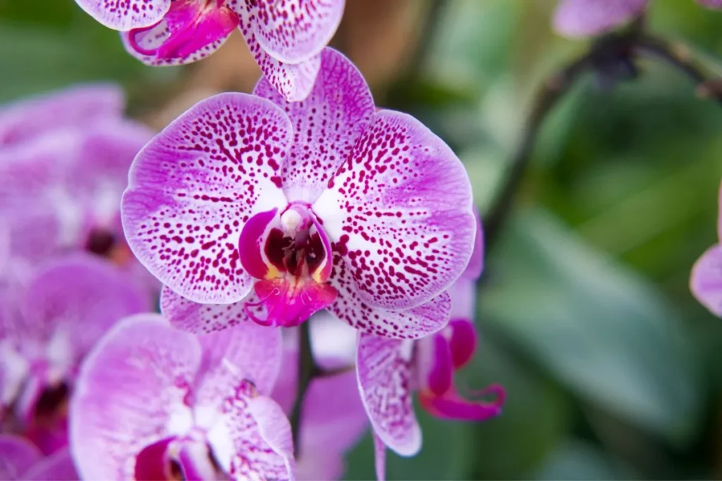 flores de sombra orquídea