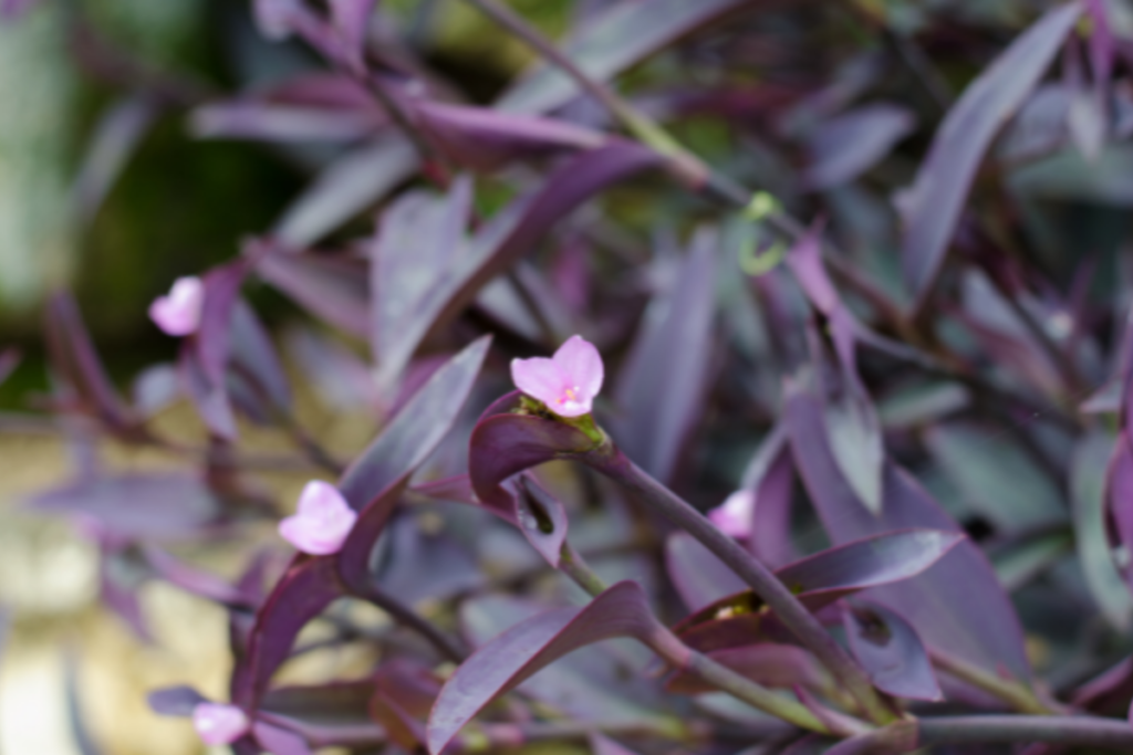 Trapoeraba-Roxa (Tradescantia pallida var. purpurea)