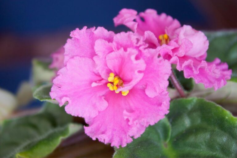 Flores de sombra Violeta