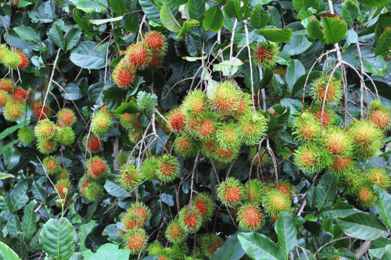 fruta rambutam em árvore