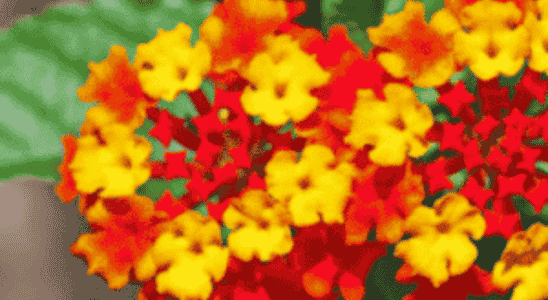 cropped-Lantana-camara.png