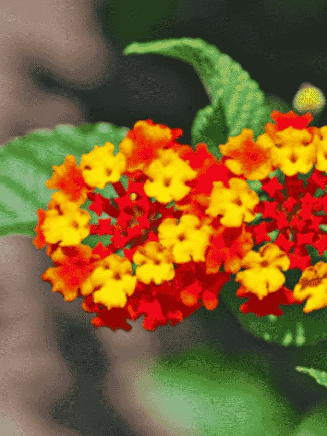 Lantana Camara: Flores Abundantes e Tricolores