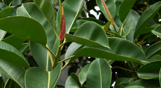 cropped-plantas-ficus.webp