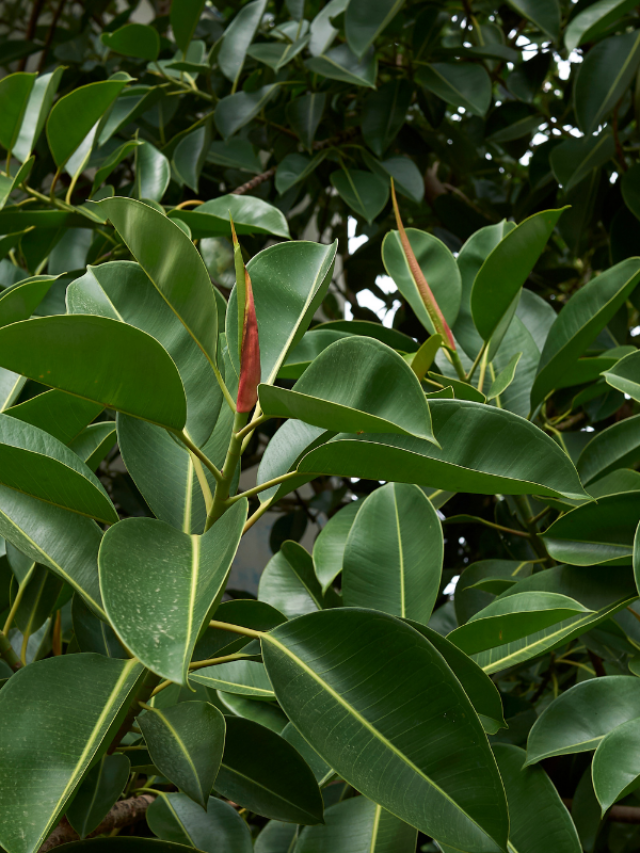 Plantas Fícus: Para Você Cultivar Em Casa Ou No Jardim