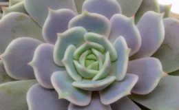 Echeveria lilacina