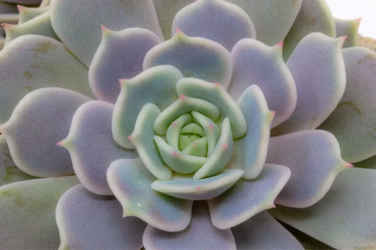 Echeveria lilacina