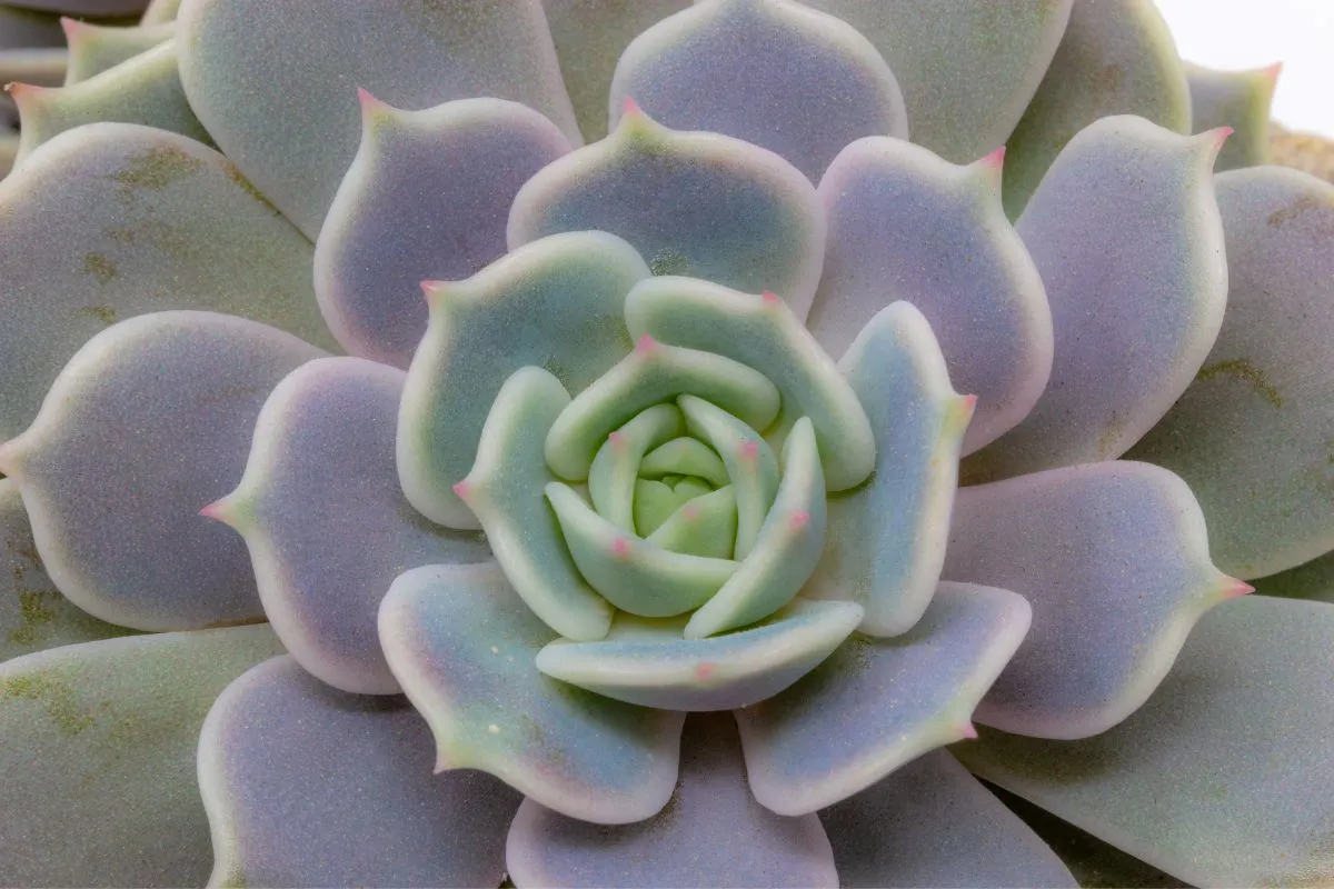 Echeveria Lilacina Ou Rosa-De-Pedra-Fantasma: Como Cuidar