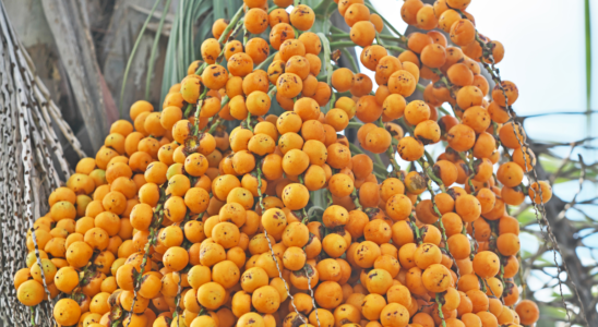 fruto de palmeira butiá