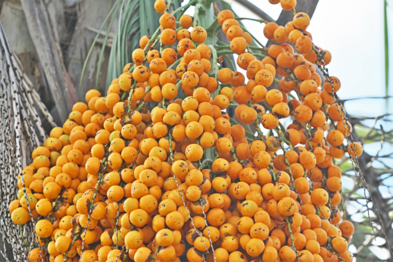 fruto de palmeira butiá