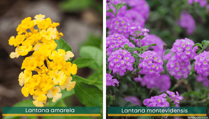 Lantana Camara: Flores Abundantes e Tricolores