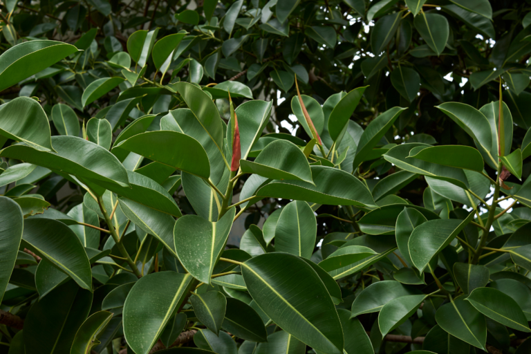 plantas fícus