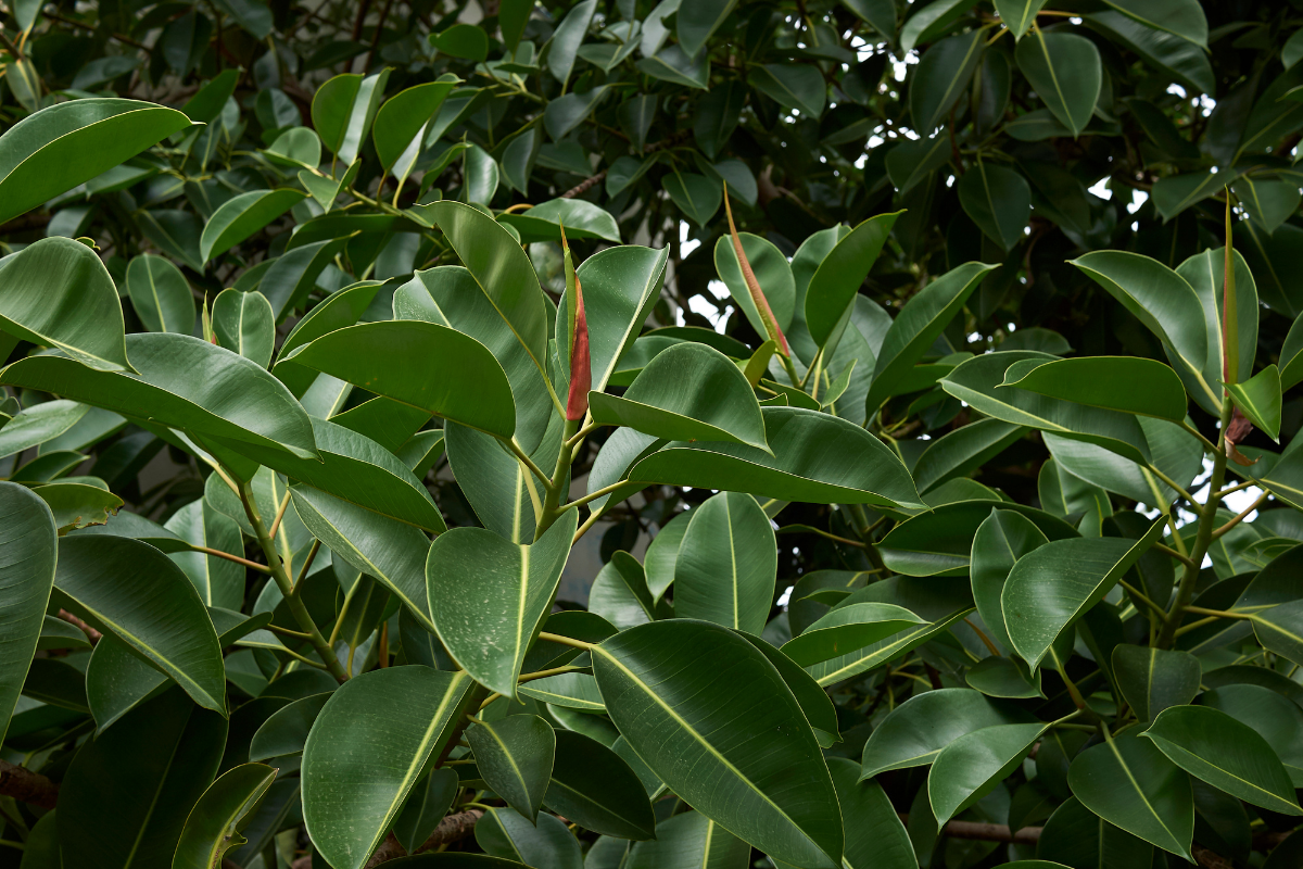 plantas fícus