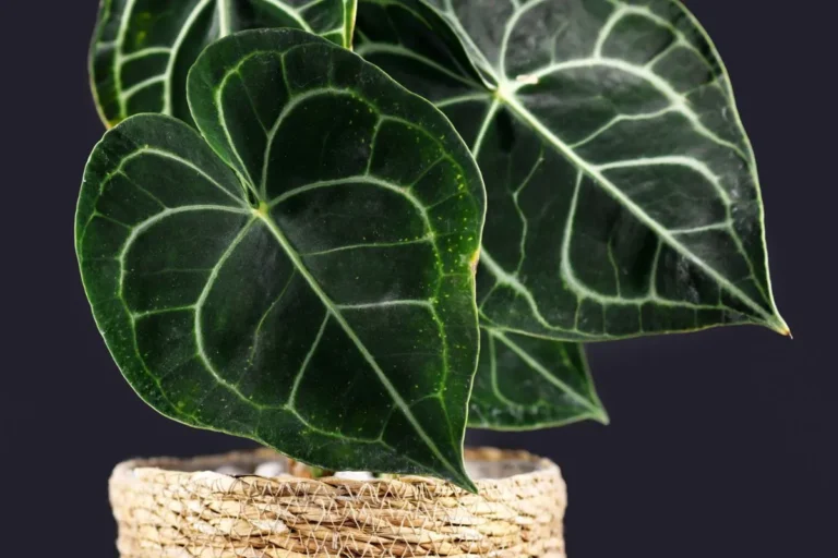 Anthurium Clarinervium