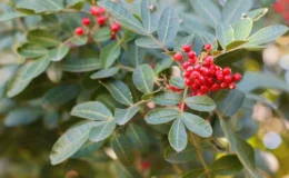 Folhas verdes e frutos vermelhos circulares da Aroeira-arvores-que-crescem-rapido