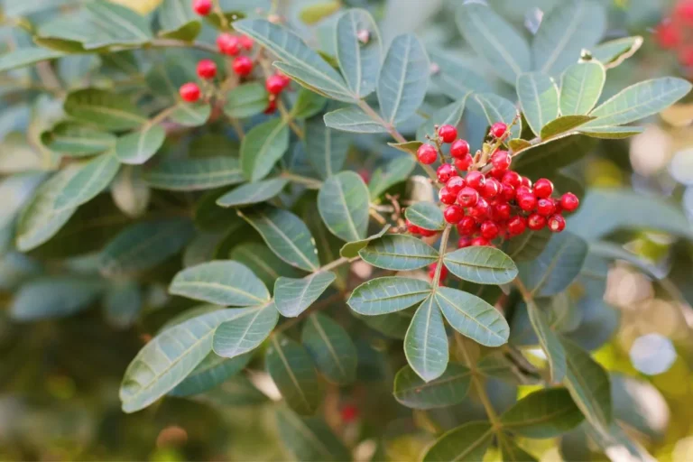 Folhas verdes e frutos vermelhos circulares da Aroeira-arvores-que-crescem-rapido