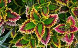 coleus como cuidar