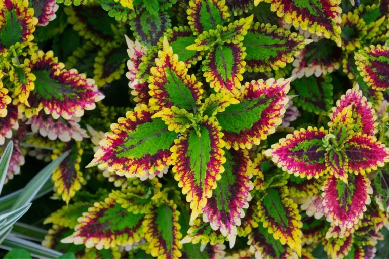 coleus como cuidar