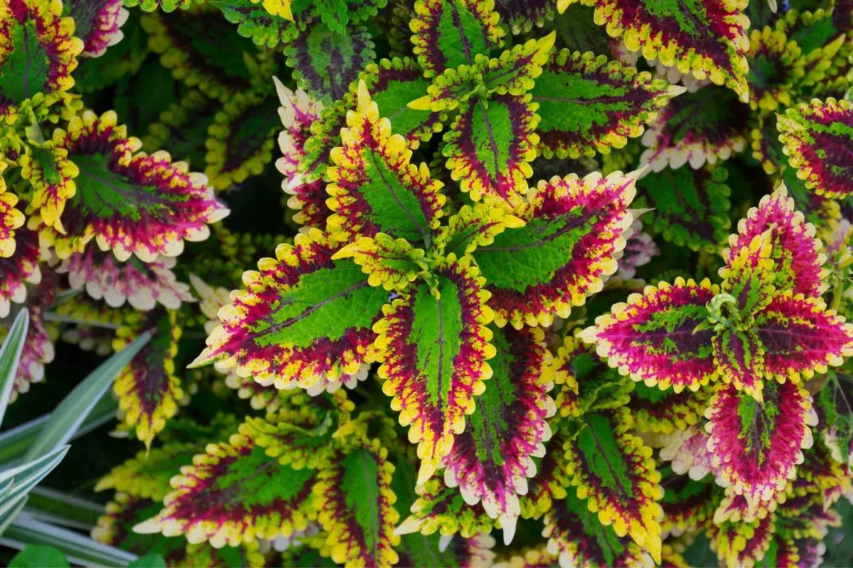 coleus como cuidar