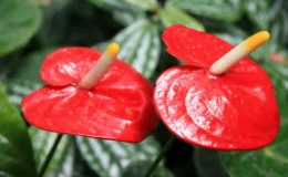 duas brácteas vermelhas com espádice da flor do Antúrio e folhas verdes ao fundo