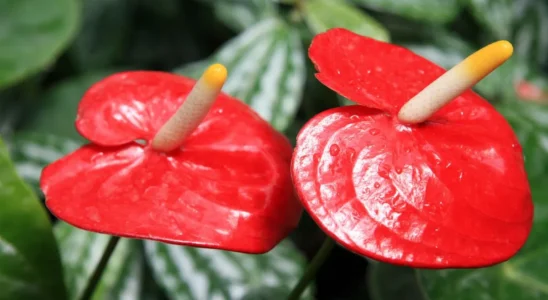 duas brácteas vermelhas com espádice da flor do Antúrio e folhas verdes ao fundo