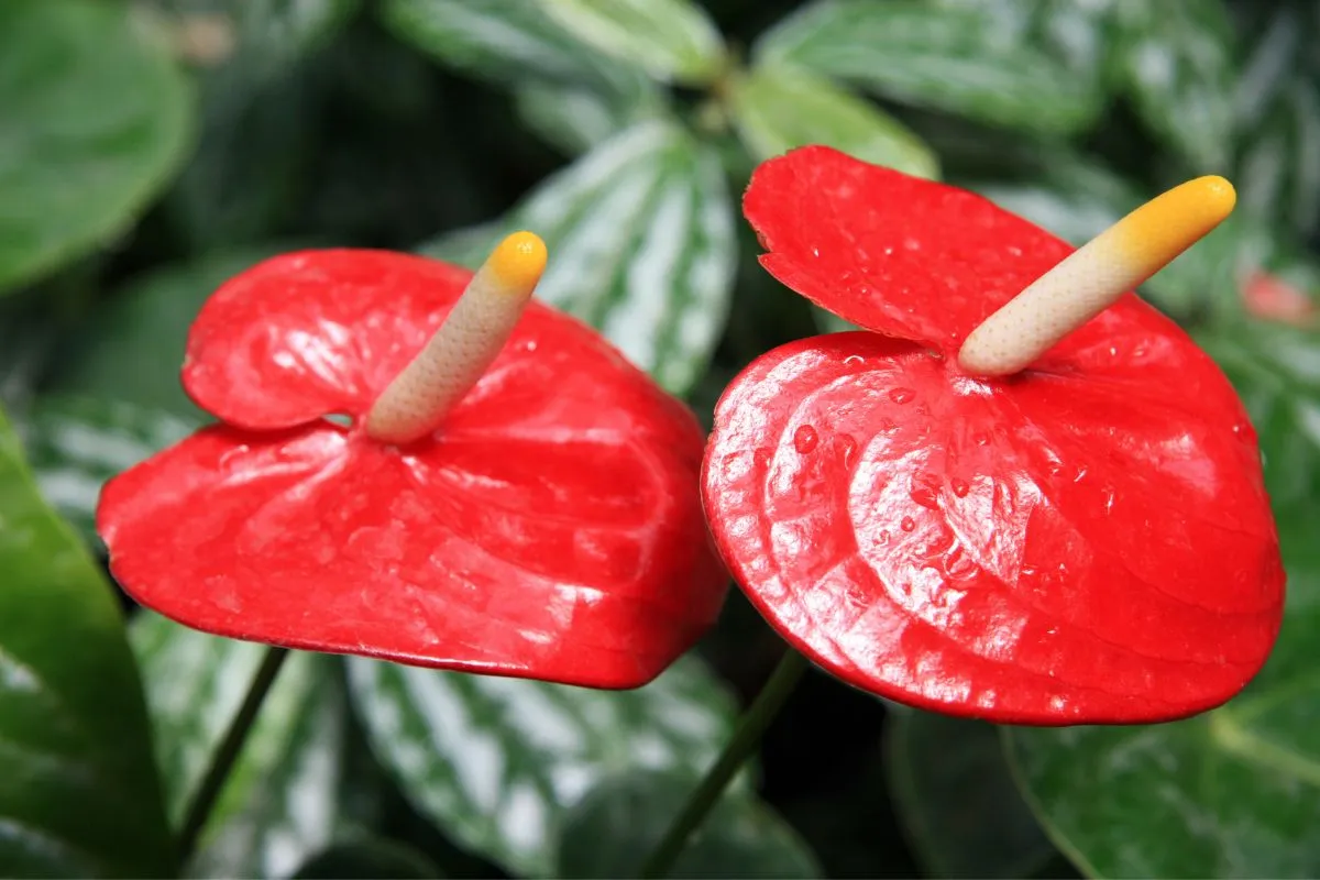 duas brácteas vermelhas com espádice da flor do Antúrio e folhas verdes ao fundo