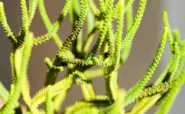 folhas verdes cilíndricas e longas da suculenta crassula muscosa