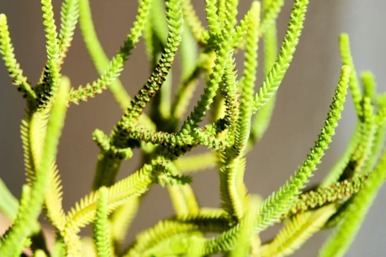 folhas verdes cilíndricas e longas da suculenta crassula muscosa