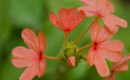 flor perene para jardim da espécie crossandra na cor laranja