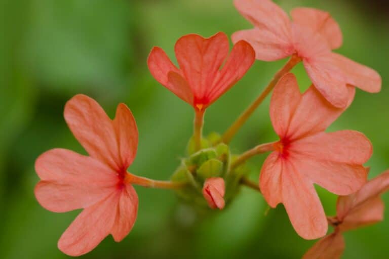 flor perene para jardim da espécie crossandra na cor laranja