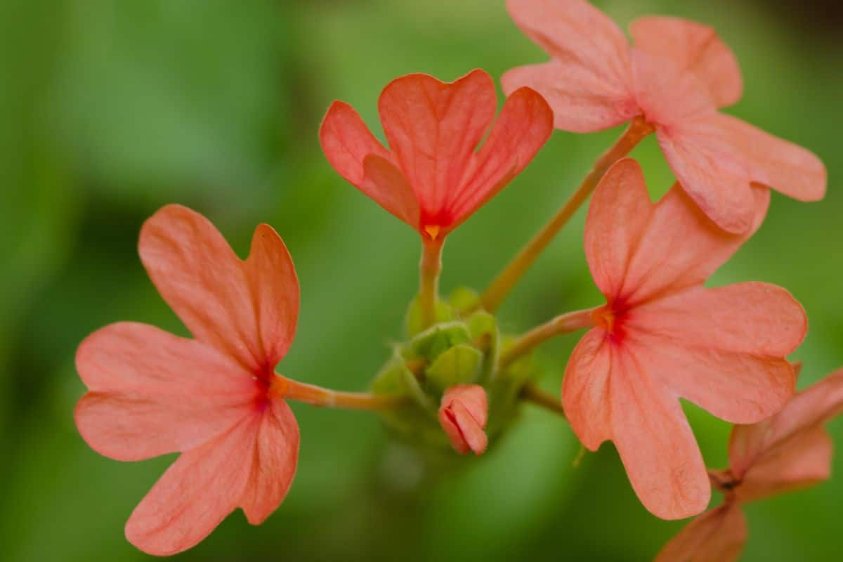 flor perene para jardim da espécie crossandra na cor laranja