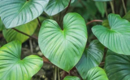 folhas verdes da Homalomena rubescens