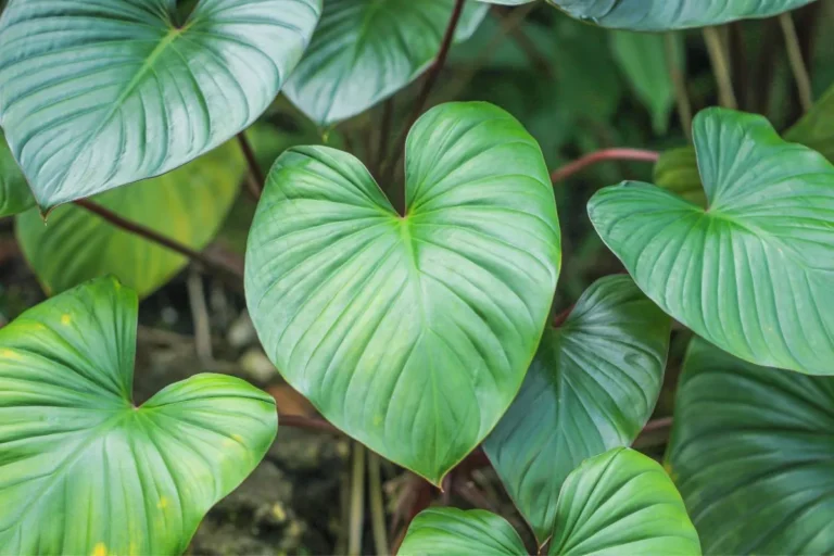 folhas verdes da Homalomena rubescens