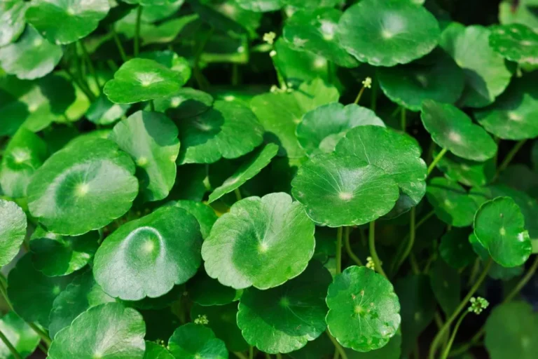 Folhas verdes arredondadas da Hydrocotyle bonariensis