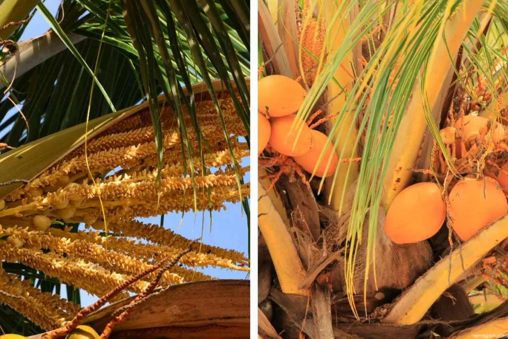 Inflorescência do coco-anão à esquerda e frutos à direita