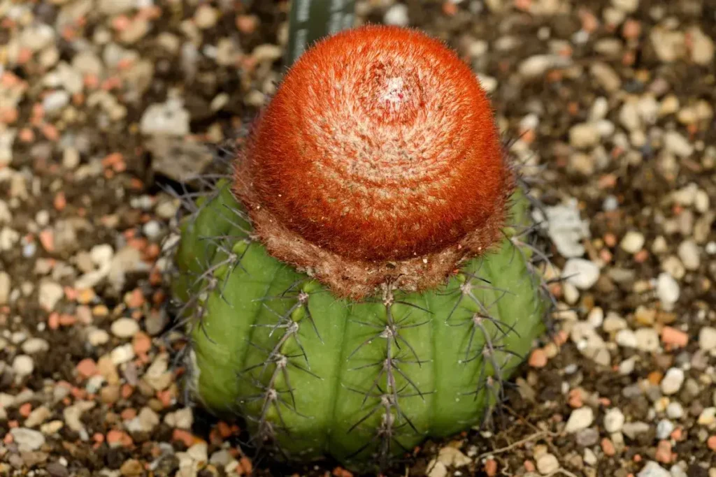 Melocactus matanzanus com corpo esférico verde e cefálio vermelho sobre solo coberto de pedrinhas.