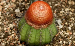 Melocactus matanzanus de corpo verde e cefálio vermelho no topo em solo coberto por pedrinhas