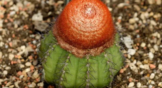 Melocactus matanzanus de corpo verde e cefálio vermelho no topo em solo coberto por pedrinhas