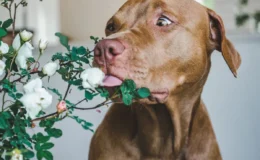 Planta com folhas brancas cheirada por cachorro marrom