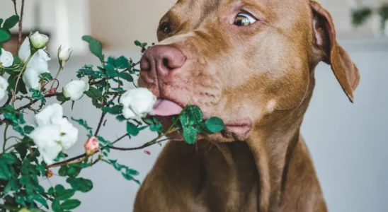 Planta com folhas brancas cheirada por cachorro marrom