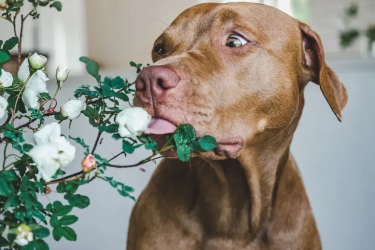 Planta com folhas brancas cheirada por cachorro marrom
