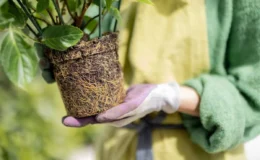 planta fora do vaso com raízes aparentes ocupando todo o substrato na mão de uma pessoa com luvas.