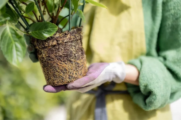 planta fora do vaso com raízes aparentes ocupando todo o substrato na mão de uma pessoa com luvas.