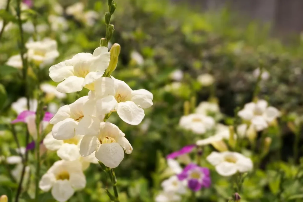 Asystasia gangetica, flores perenes para jardim