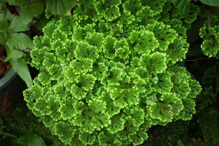 musgo verde