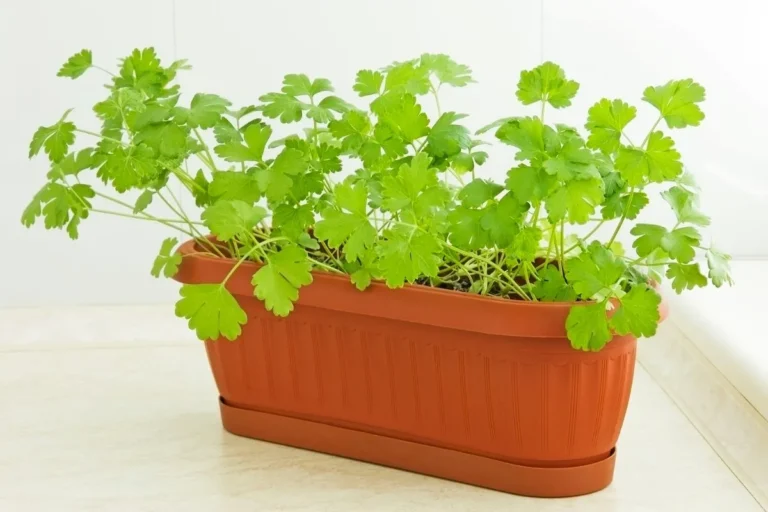 vaso de plástico marrom com planta salsinha