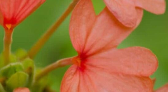 flor perene para jardim da espécie crossandra na cor laranja